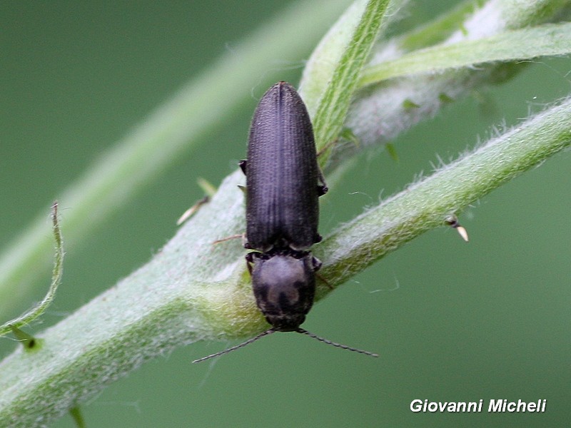 Elateridae, Dicronychus cinereus